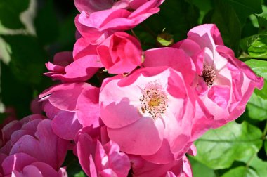 Bahçedeki güzel pembe çiçekler