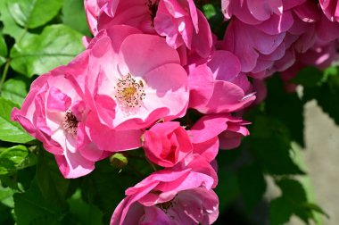 Bahçedeki güzel pembe çiçekler