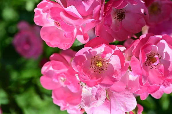 stock image beautiful pink flowers in the garden