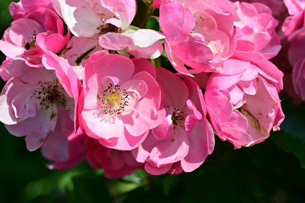 stock image beautiful pink flowers in the garden