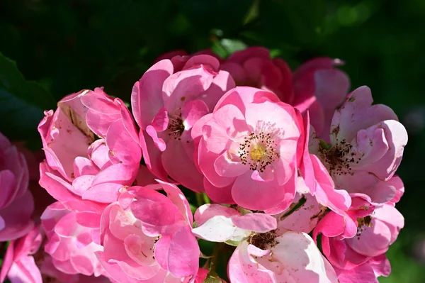 stock image beautiful pink flowers in the garden