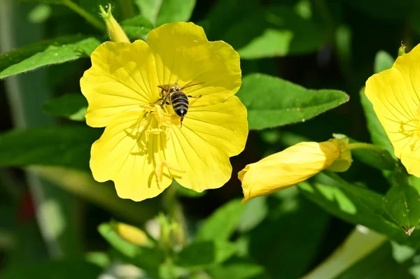 güzel parlak çiçekler yakın