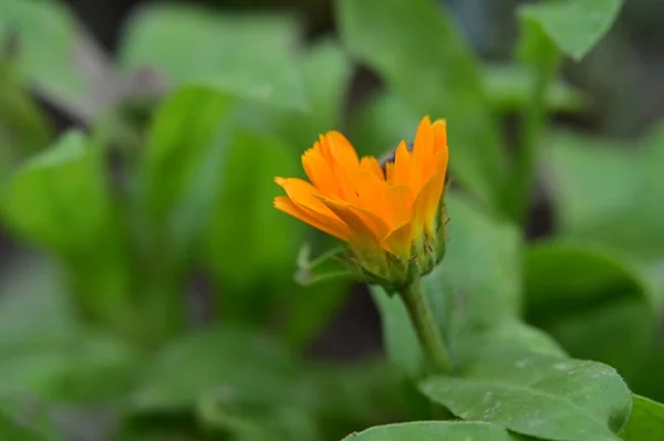美しいオレンジの花花のコンセプト背景 — ストック写真