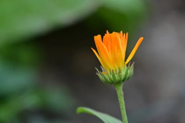 Όμορφα Πορτοκαλί Λουλούδια Φλοράλ Φόντο Έννοια — Φωτογραφία Αρχείου