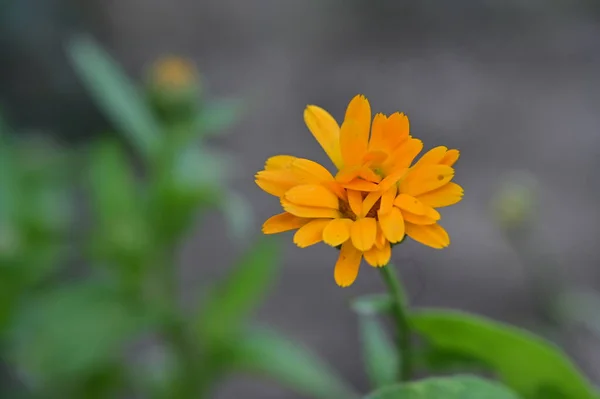 Vacker Orange Blommor Blommigt Koncept Bakgrund — Stockfoto