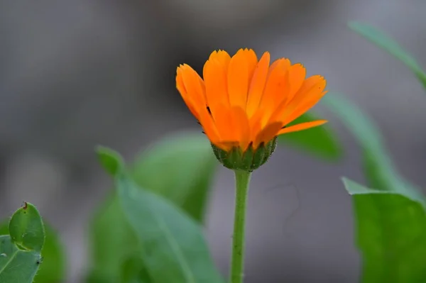 Vacker Orange Blommor Blommigt Koncept Bakgrund — Stockfoto