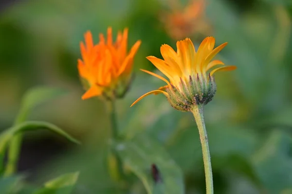 Gyönyörű Narancs Virágok Virágos Koncepció Háttér — Stock Fotó