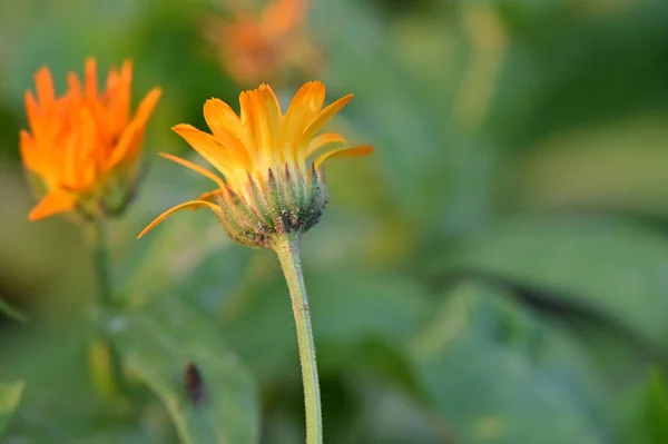 Όμορφα Πορτοκαλί Λουλούδια Φλοράλ Φόντο Έννοια — Φωτογραφία Αρχείου