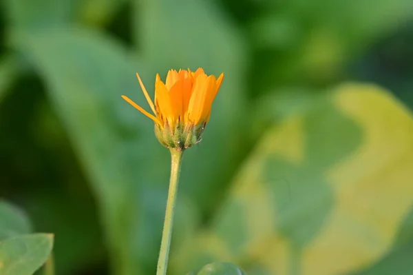 Mooie Oranje Bloemen Bloemige Concept Achtergrond — Stockfoto