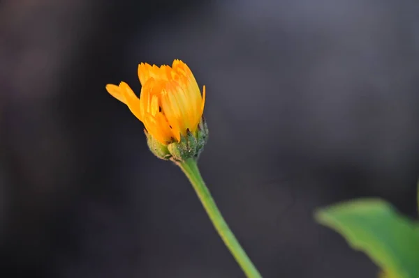 Schöne Orangefarbene Blumen Blumiges Konzept Hintergrund — Stockfoto