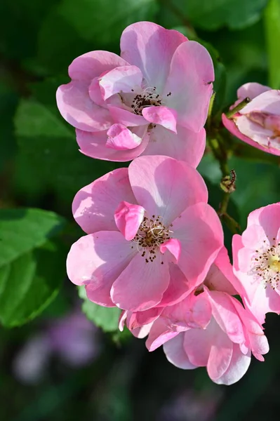 Όμορφα Ροζ Λουλούδια Στον Κήπο — Φωτογραφία Αρχείου