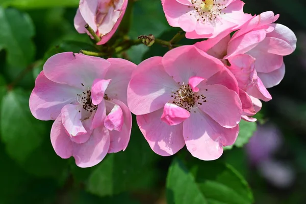Vackra Rosa Blommor Trädgården — Stockfoto