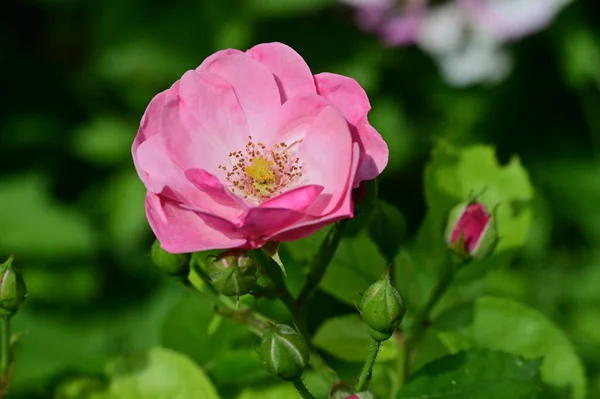 Όμορφο Φωτεινό Τριαντάφυλλο Λουλούδι Από Κοντά — Φωτογραφία Αρχείου