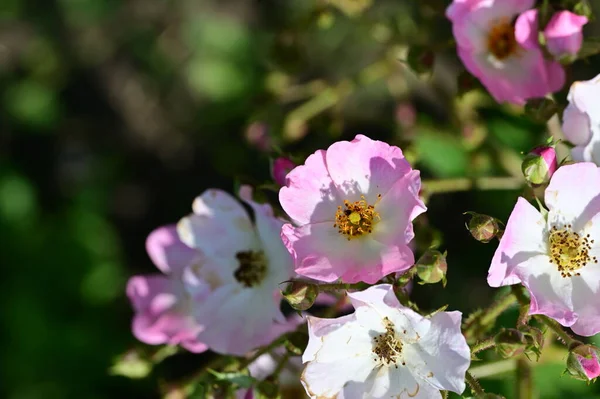 Gyönyörű Fehér Rózsaszín Virágok Kertben — Stock Fotó