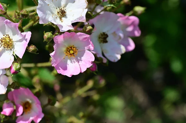 Piękne Białe Różowe Kwiaty Ogrodzie — Zdjęcie stockowe