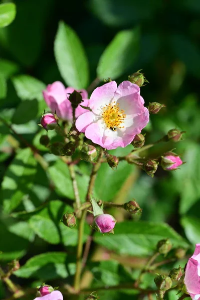 Красивые Белые Розовые Цветы Саду — стоковое фото