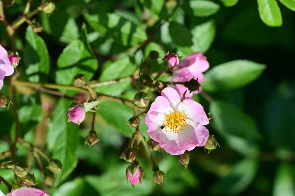庭の美しい白とピンクの花 — ストック写真