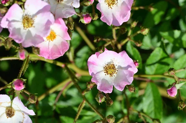 Hermosas Flores Blancas Rosadas Jardín — Foto de Stock