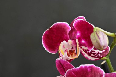 Koyu arkaplanda güzel pembe orkide, yaz konsepti, yakın görüş 