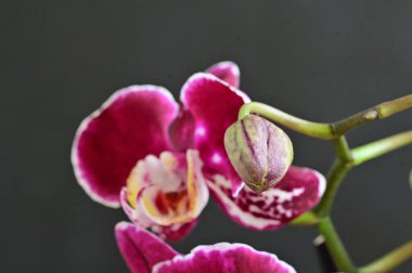 Koyu arkaplanda güzel pembe orkide, yaz konsepti, yakın görüş 