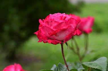 Güzel gül çiçeği, yakından.
