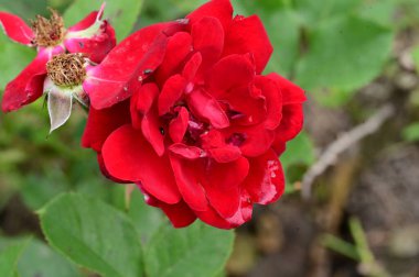 Bahçede büyüyen kırmızı gül 