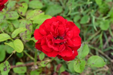 Bahçede büyüyen kırmızı gül 