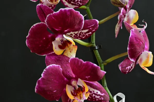 Mooie Roze Orchidee Donkere Achtergrond Zomerconcept Close View — Stockfoto