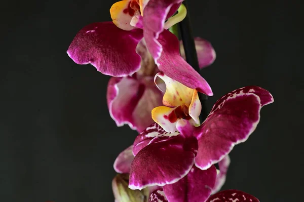 Schöne Rosa Orchidee Auf Dunklem Hintergrund Sommerkonzept Nahsicht — Stockfoto