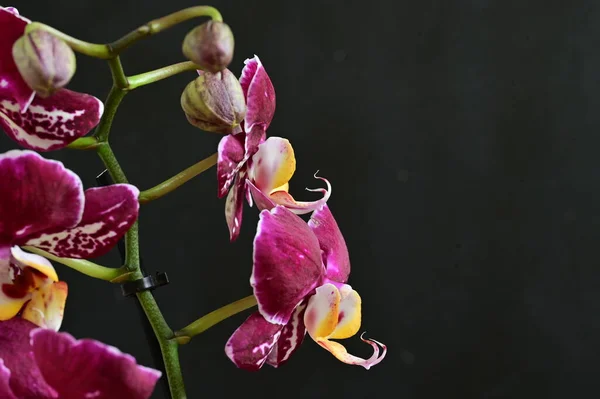 Piękna Różowa Orchidea Ciemnym Tle Koncepcja Latem Widok Bliska — Zdjęcie stockowe