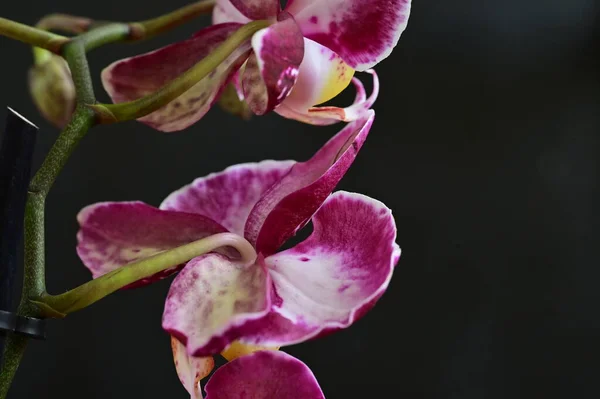 Hermosa Orquídea Rosa Sobre Fondo Oscuro Concepto Verano Vista Cercana — Foto de Stock