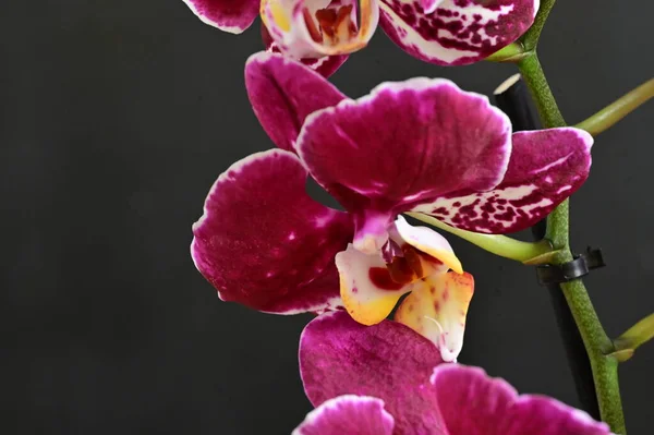 Belle Orchidée Rose Sur Fond Sombre Concept Été Vue Rapprochée — Photo