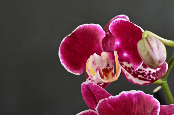 Schöne Rosa Orchidee Auf Dunklem Hintergrund Sommerkonzept Nahsicht — Stockfoto