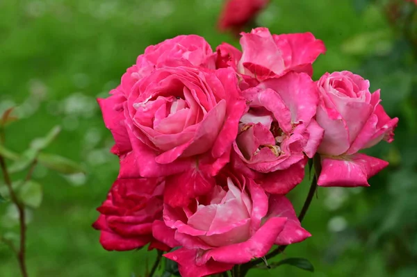Красивые Яркие Цветы Розы Закрыть — стоковое фото