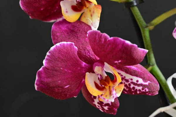 Belle Orchidée Rose Sur Fond Sombre Concept Été Vue Rapprochée — Photo