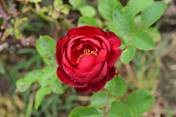 Rosa Roja Creciendo Jardín —  Fotos de Stock