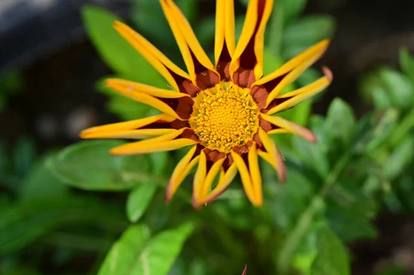 Belle Fleur Lumineuse Poussant Dans Jardin Gros Plan — Photo