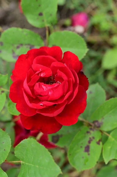 Червона Троянда Росте Саду Стокове Зображення