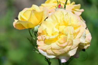 Güzel parlak güller kapanıyor