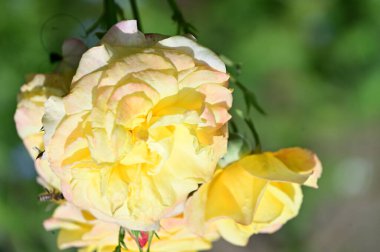 Güzel parlak güller kapanıyor