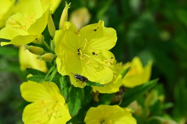 güzel parlak çiçekler yakın