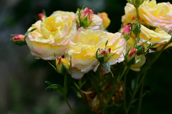 Hermosas Rosas Brillantes Flores Cerca —  Fotos de Stock