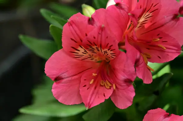 Hermosas Flores Brillantes Cerca —  Fotos de Stock