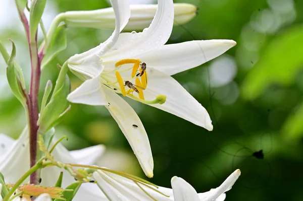 Fehér Virágokon Ülő Méhek Kertben — Stock Fotó