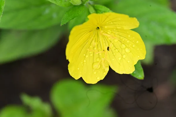 花园里的黄花 — 图库照片