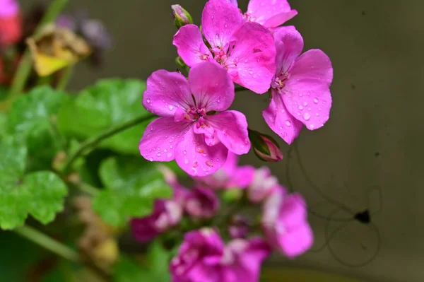 Beautiful Bright Flowers Close — Stock Photo, Image