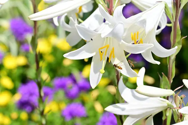 stock image beautiful  bright  lilies  flowers close up