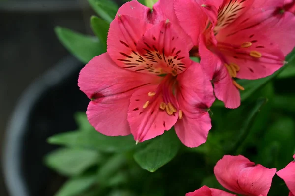 Hermosas Flores Brillantes Cerca — Foto de Stock