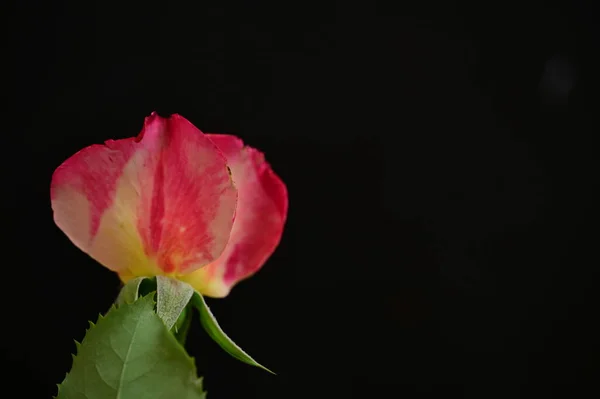 Vacker Ros Blomma Närbild — Stockfoto