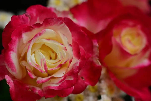 Belle Rose Fiori Giardino Vista Vicino — Foto Stock